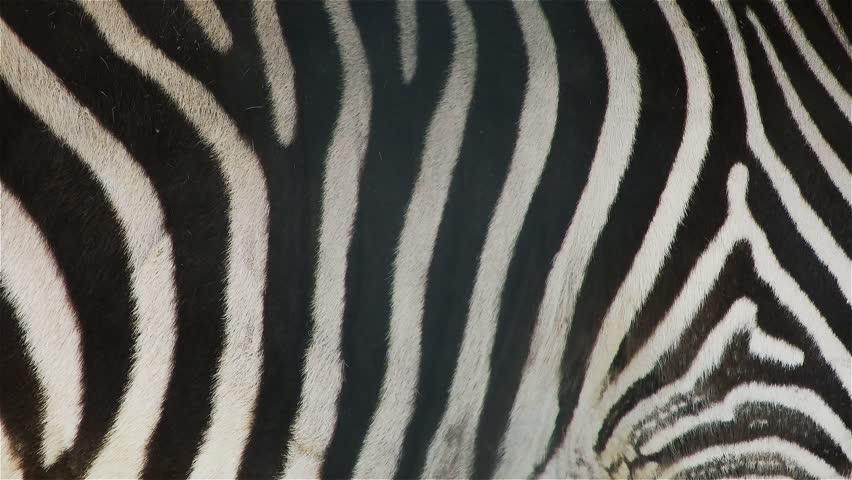 A Beautiful Zebra Skin Stock Footage Video (100% Royalty-free