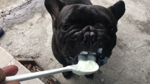 can french bulldogs eat yogurt