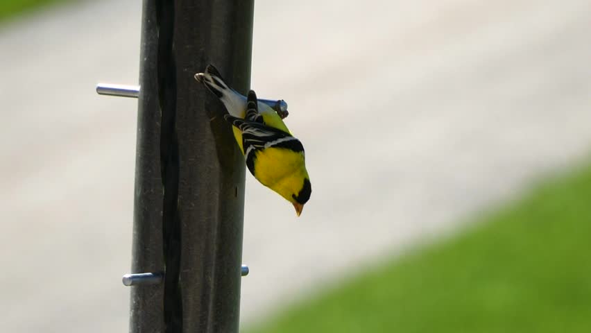 Hd00 19close Up Of An American Goldfinch With Brilliant Plumage