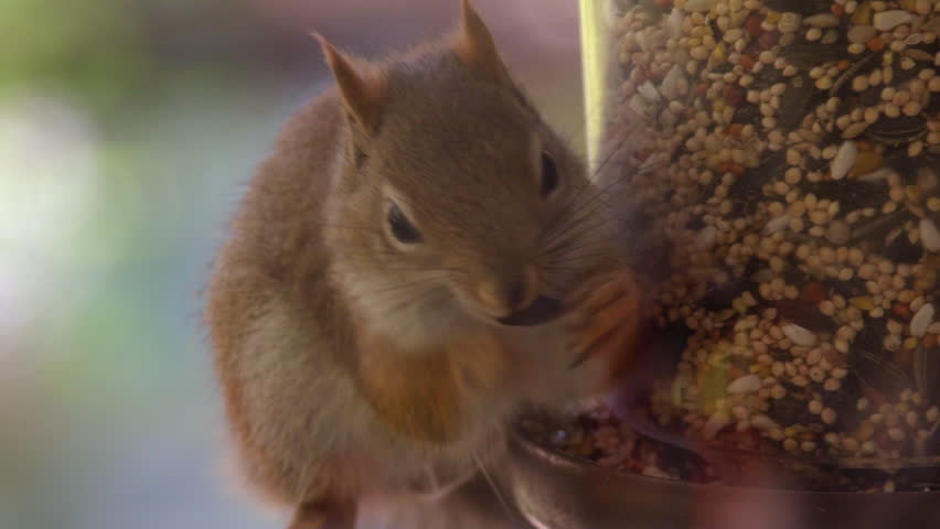 squirrel-eating-out-of-bird-feeder-image-free-stock-photo-public