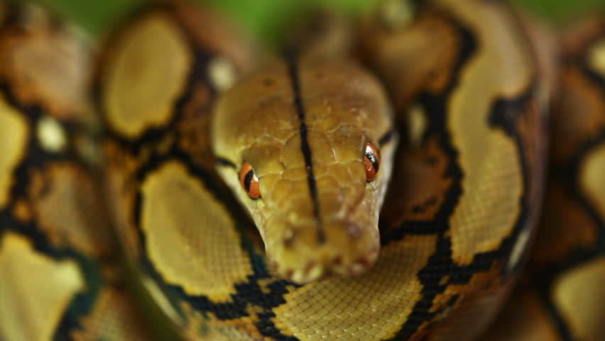 Burmese Python image - Free stock photo - Public Domain photo - CC0 Images