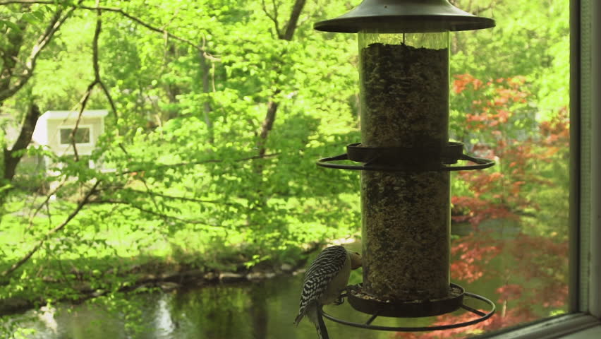 Red Bellied woodpecker on tree image - Free stock photo - Public Domain