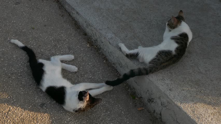 two-cute-cats-in-the-street-image-free-stock-photo-public-domain