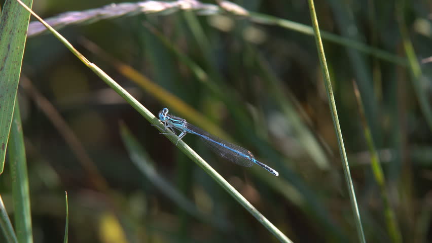 Damselfly on Blade of Grass image - Free stock photo - Public Domain ...