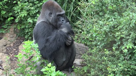 Funny Silver Back Mountain Gorilla Stock Footage Video 100