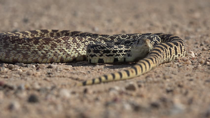 Bull Snake Adult Lone in Stock Footage Video (100% Royalty-free ...