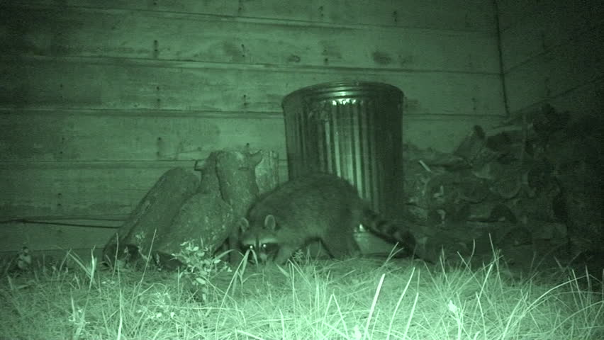 Raccoon looking for food image Biology Diagrams