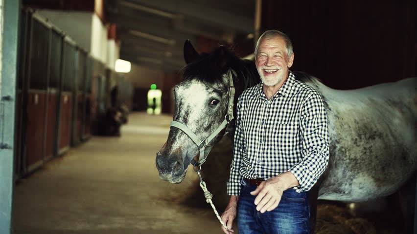 Horses In The Stable Image - Free Stock Photo - Public Domain Photo 