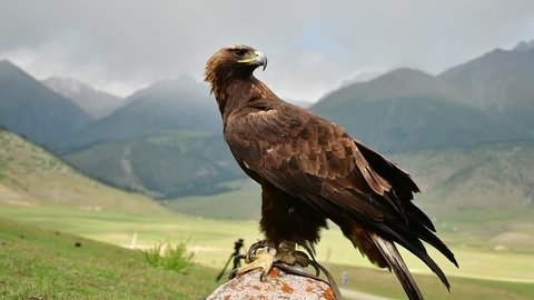 Eagle Hunting Kyrgyzstan Stock Video Footage 4k And Hd