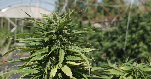 A Large Marijuana Bud With Stock Footage Video 100 Royalty Free