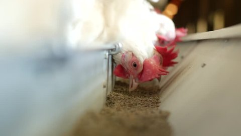 Poultry farm for breeding chickens and eggs, chickens pecking feed, close-up, ranch hens, hen