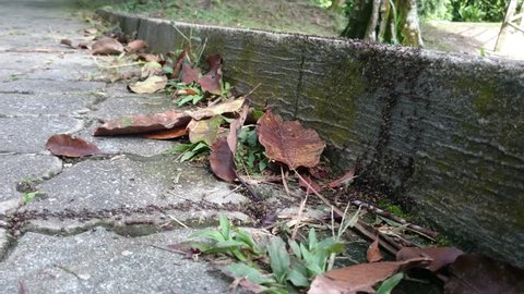Detritus Feeders Stock Video Footage 4k And Hd Video Clips