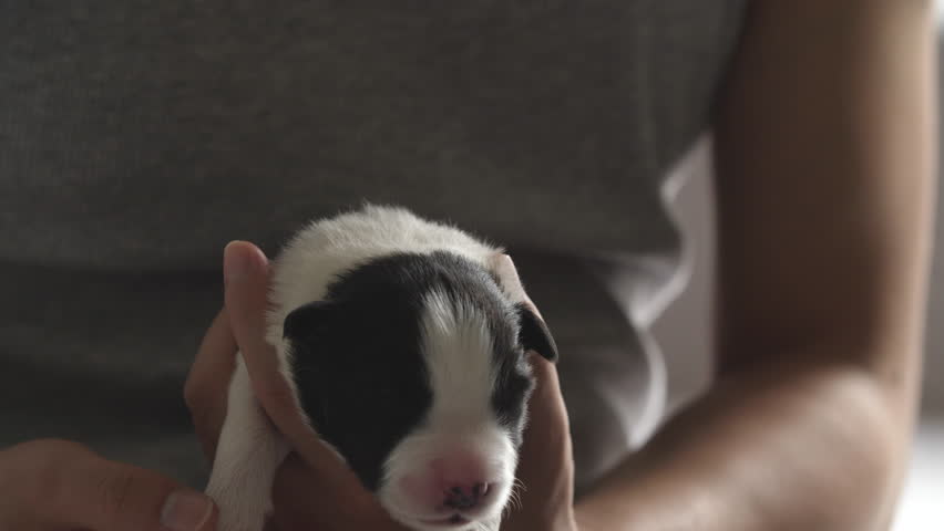 Newborn Border Collie Puppy Yawning Stock Footage Video 100