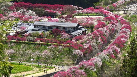 Japanese Garden And Elementary School Stock Footage Video 100