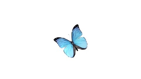 Butterfly Animation On White Background Stock Footage Video (100% Royalty- free) 1018214809 | Shutterstock