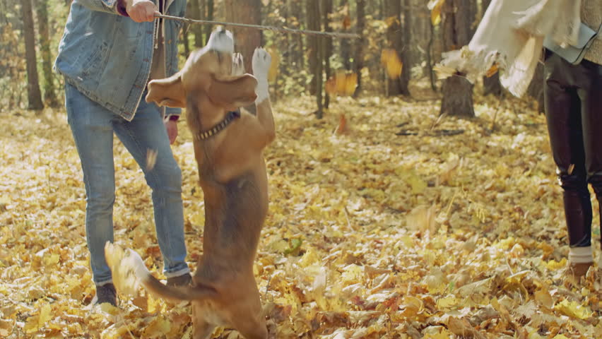 Dog Jumping And Trying To Stock Footage Video 100 Royalty Free