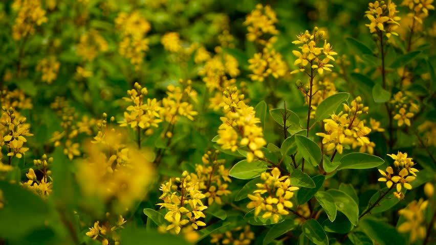 Spring Field Of Small Yellow Stock Footage Video 100 Royalty Free 1019062969 Shutterstock Spring Field Of Small Yellow Stock Footage Video 100 Royalty Free 1019062969 Shutterstock