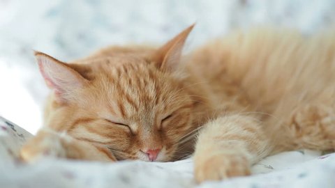 Ginger Cat Basking In The Stock Footage Video 100 Royalty Free