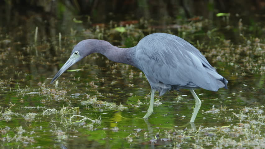 Heron stalking prey in the water image - Free stock photo - Public ...