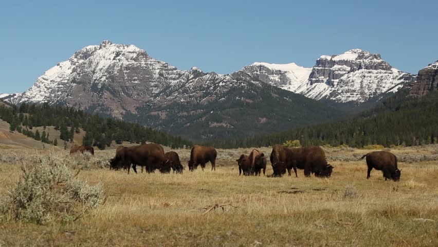 Landscape on the mountain in Custer State Park, South Dakota image ...