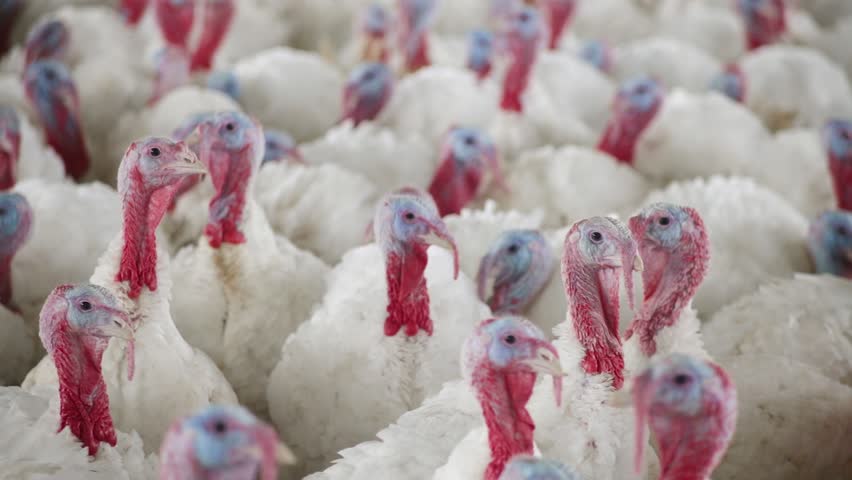Turkey Farming For Poultry Production Stock Footage Video 100
