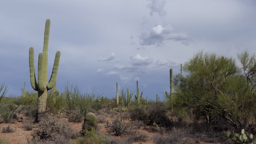 Landscape of the Desert at Saguaro National Park, Arizona image - Free ...