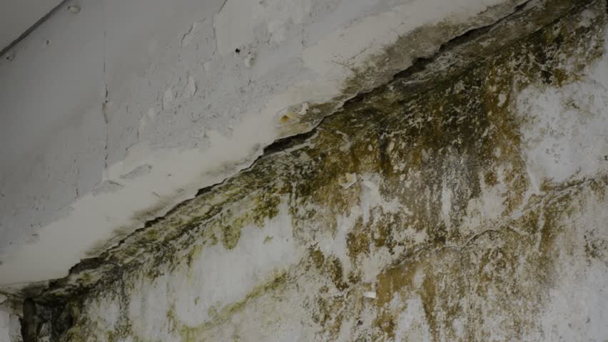 Mildew And Mold On Ceiling Black And Green