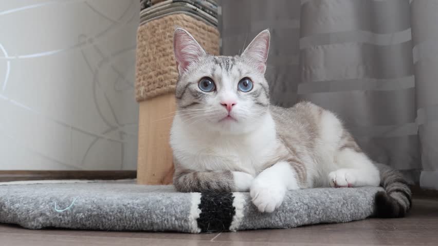 Russian European Shorthair Cat With Blue Eyes Large Portrait