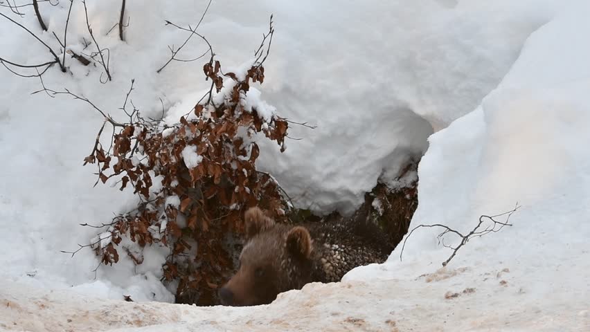 Hibernating Bear Stock Video Footage - 4K and HD Video Clips | Shutterstock