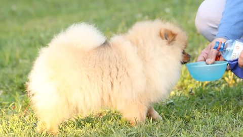 how much water should a pomeranian drink