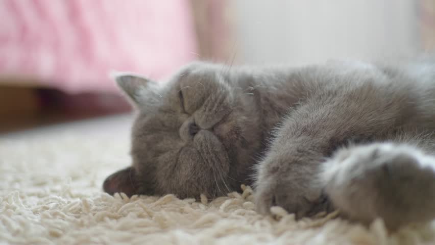 Sleeping Grey Cat in Cat Stock Footage Video (100% Royalty-free ...