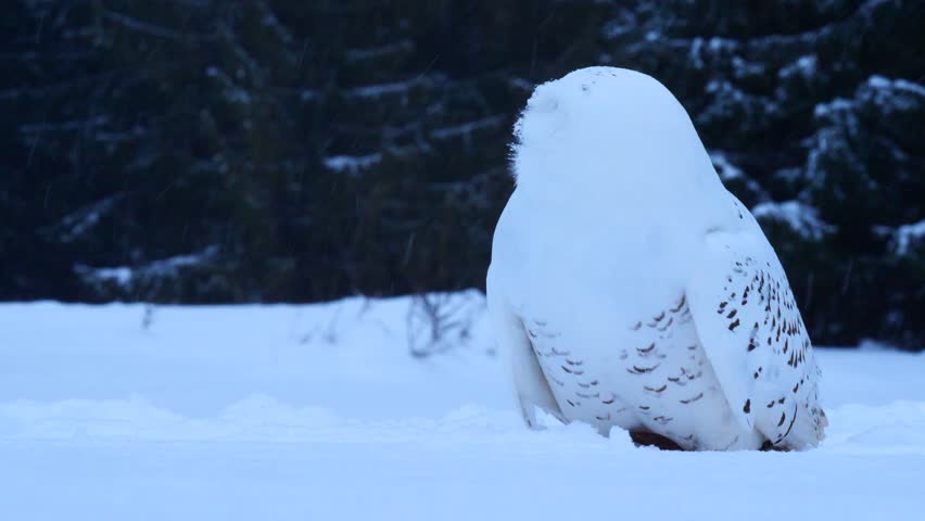 Snowy Owl - Bubo scandiacus image - Free stock photo - Public Domain ...
