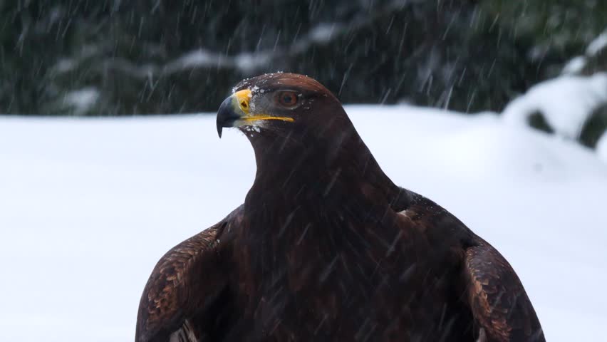 A Full Length Golden Eagle Back Vidéos De Stock 100 Libres De Droit 8593699 Shutterstock