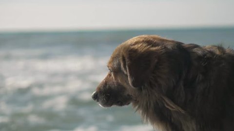 Dog Lifeguard Controls The Situation Stock Footage Video 100