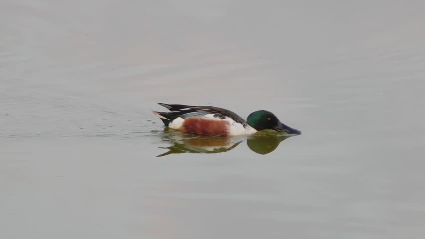 Northern Shoveler in Water image - Free stock photo - Public Domain ...