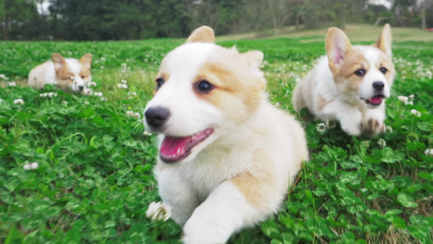 Lovely Small Pretty Corgis Running Stock Footage Video 100
