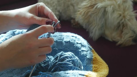 Knitted Pattern Dog Stock Video Footage 4k And Hd Video