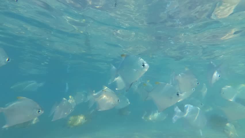 Moonfish image - Free stock photo - Public Domain photo - CC0 Images