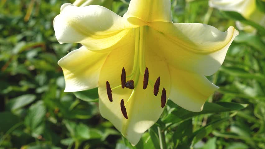 beautiful-orange-lily-flower-image-free-stock-photo-public-domain