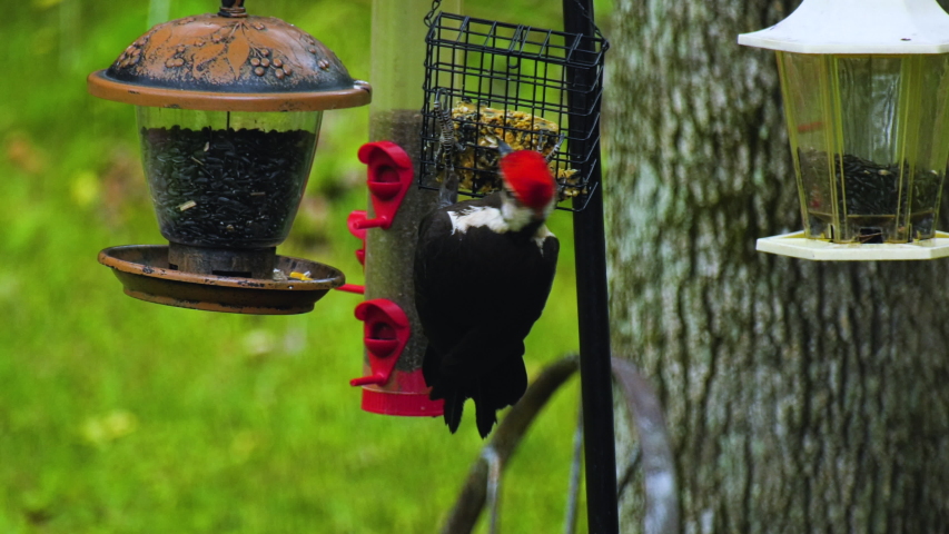 Pileated Woodpecker Dryocopus Pileatus Hanging Stock Footage