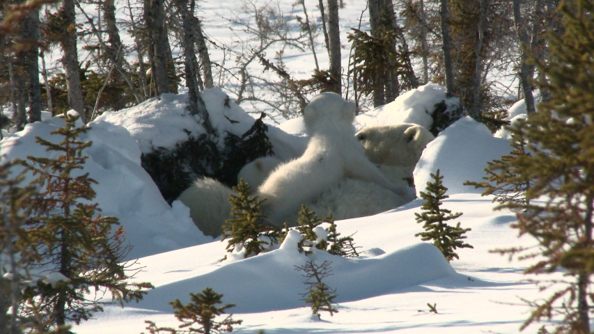 Polar Bears - Ursus maritimus image - Free stock photo - Public Domain ...