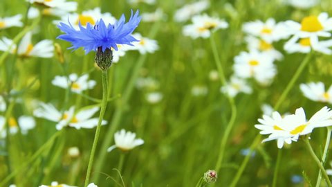 Blue Blossom Of Cornflower With Snow Lady On Meadow