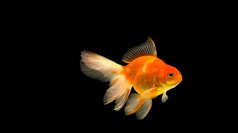 Download 960 Koleksi Background Aquarium Langit HD Gratis