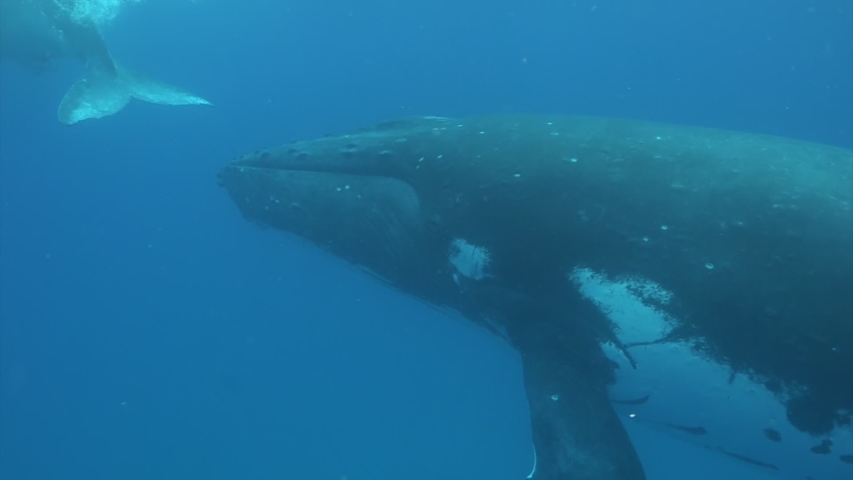 Humpback whale under water image - Free stock photo - Public Domain ...