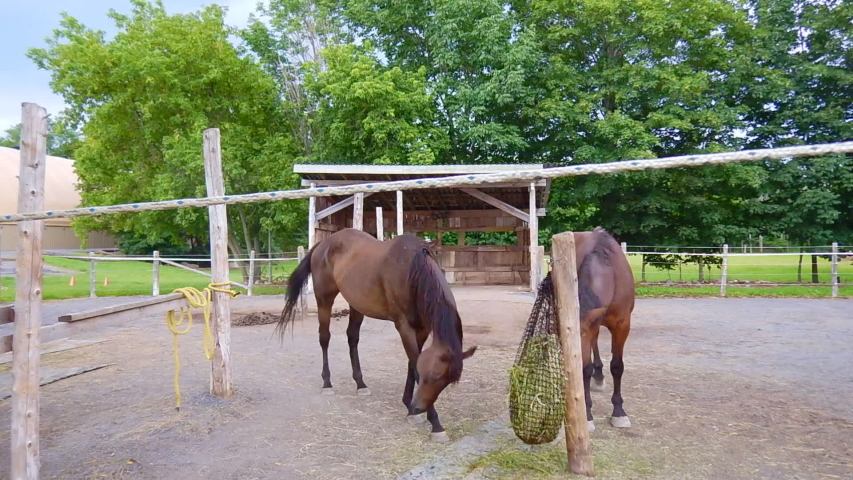 Hd00 08time Lapse Of Two Horses Eating From Slow Feeder Hay Net