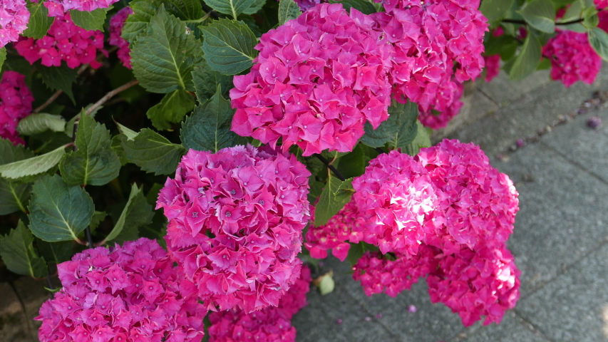 Background With Dark Pink Hydrangea Stock Footage Video 100 Royalty Free 1032697139 Shutterstock Background With Dark Pink Hydrangea Stock Footage Video 100 Royalty Free 1032697139 Shutterstock
