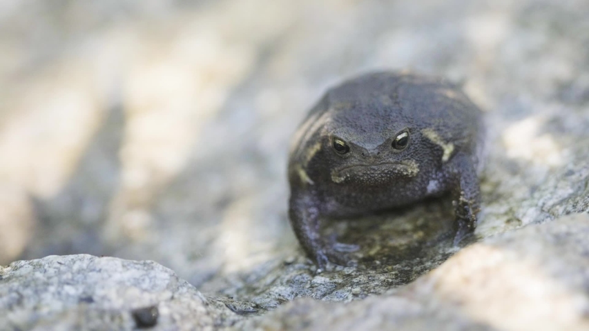 Samicraft: Black Rain Frog Care