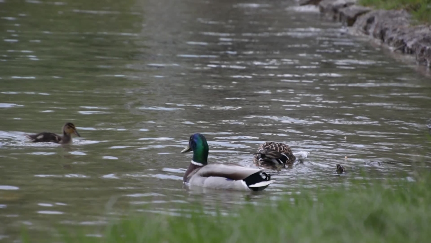 Mallard Family with Duck and Ducklings image - Free stock photo ...