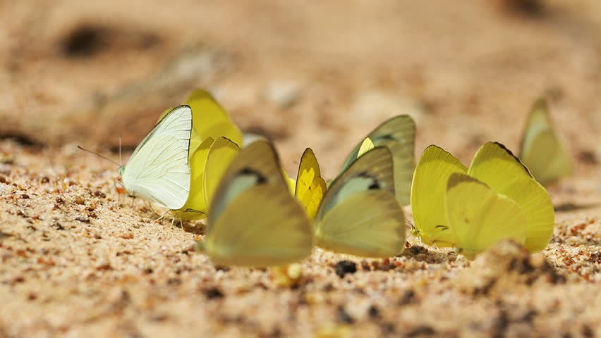 Header of Pieridae