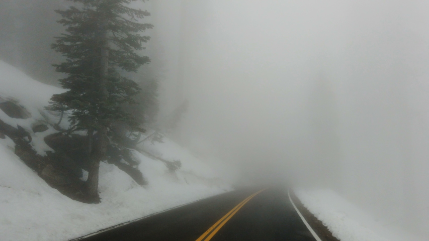 Trees and Fog in Sequoia National Park, California image - Free stock ...